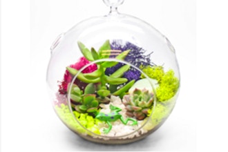 Plant Nite: Succulent Terrarium in Hanging Glass Globe